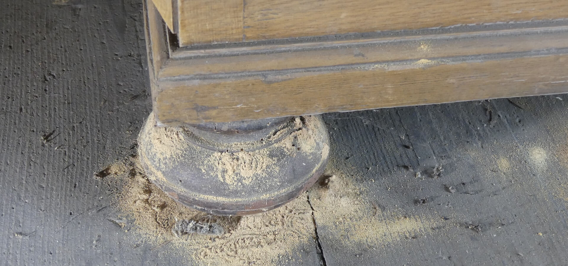 Nagekäfer Bohrmehlausstoß vor der Stickstoffbehandlung