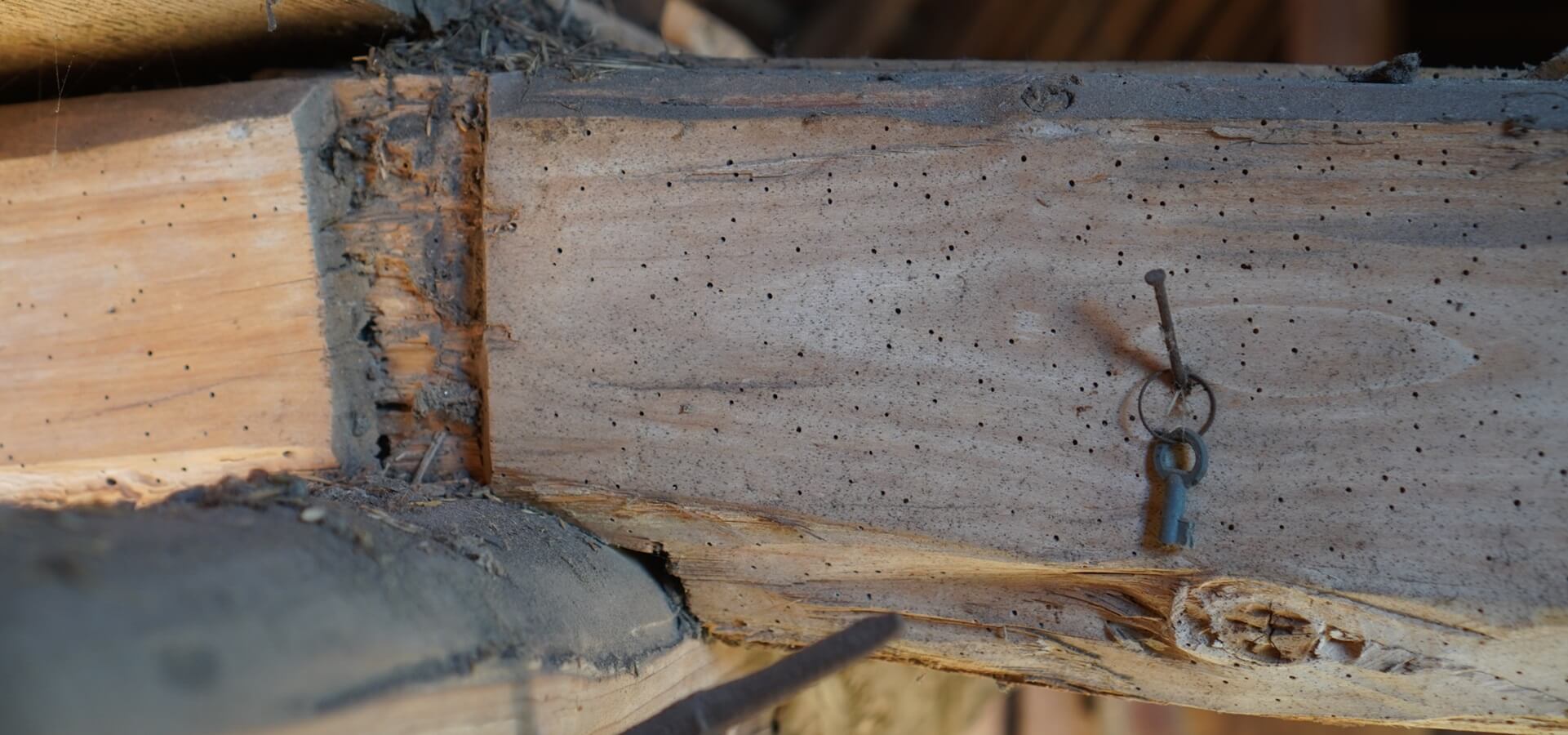 Nagekäfer Schädigung und Bruch eines Deckenbalkens