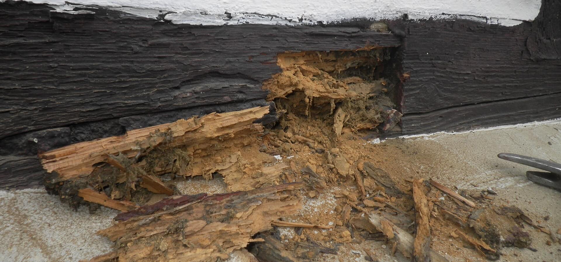 Sachverständiger - Hausbock Schadbild Fachwerk