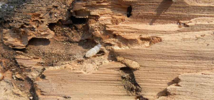 Holzwurm ist eine Hausbock Larve