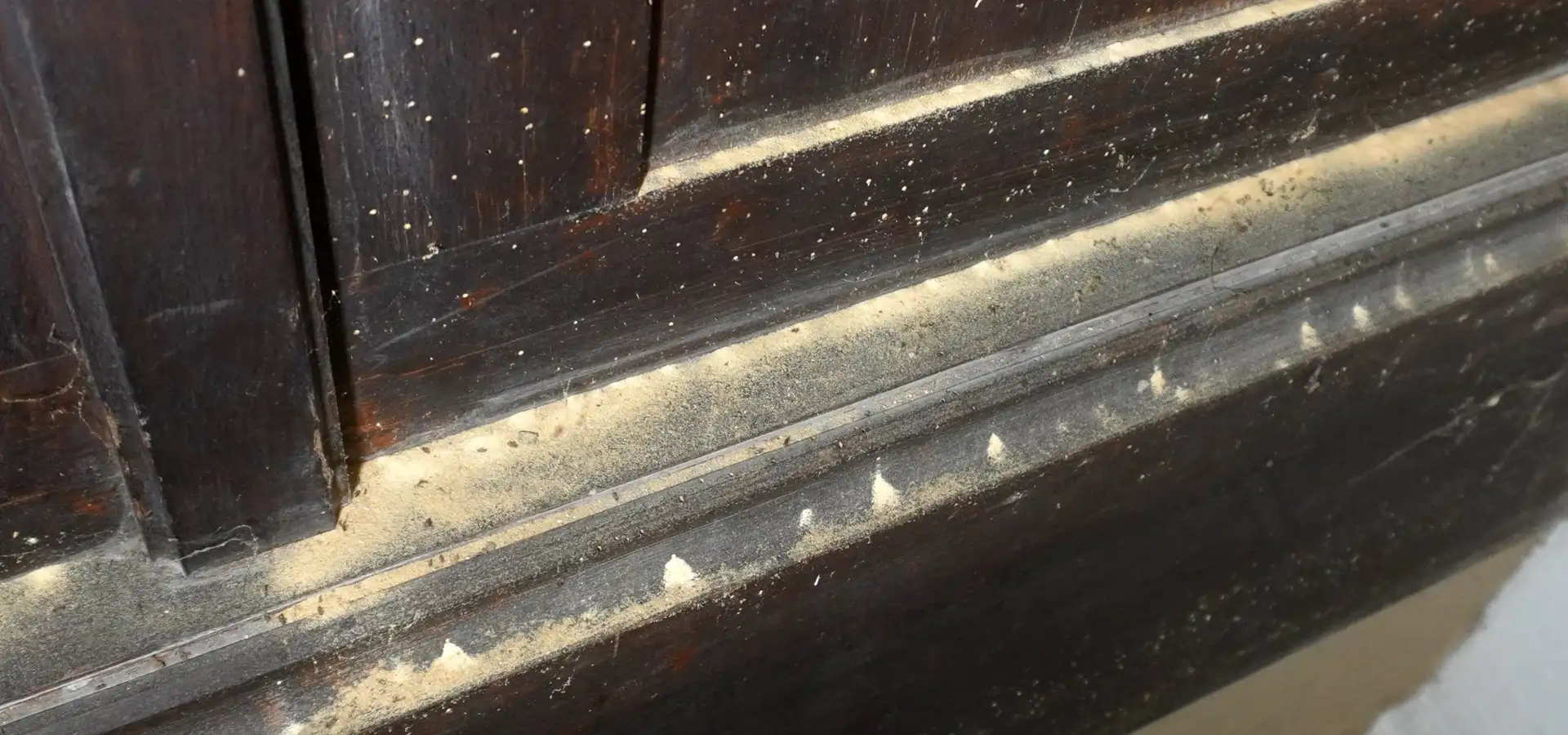 Holzwurmbefall / Lebendbefall